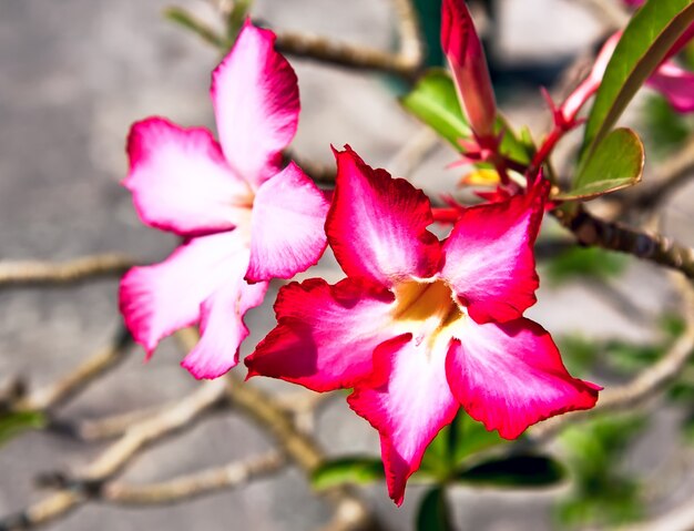 Rote exotische Blume im Garten des Grand Palace, Bangkok, Thailand