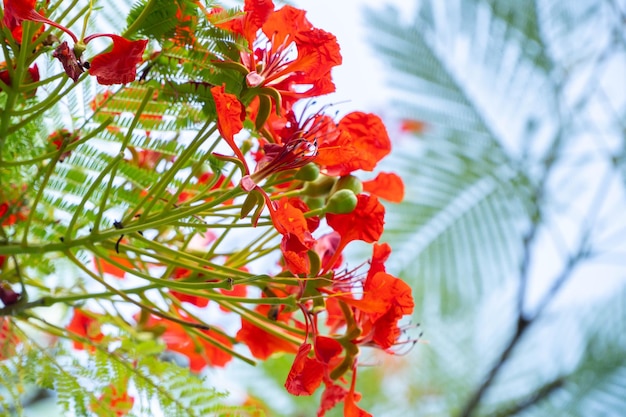 Rote, extravagante Blumen in freier Wildbahn