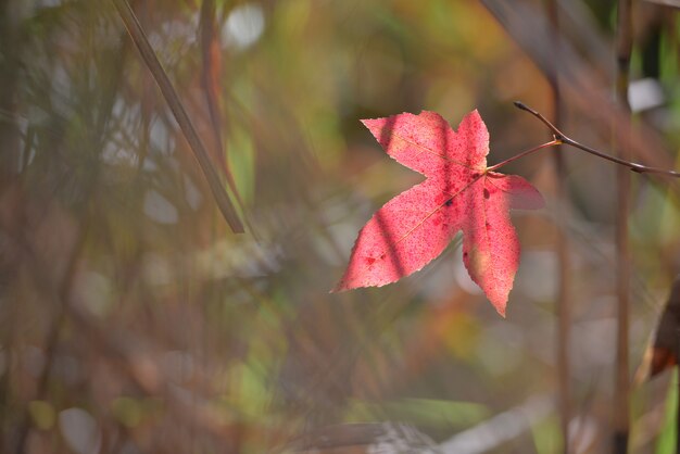 Rote Farbahornblatt während des Herbstes im Süden von Japan