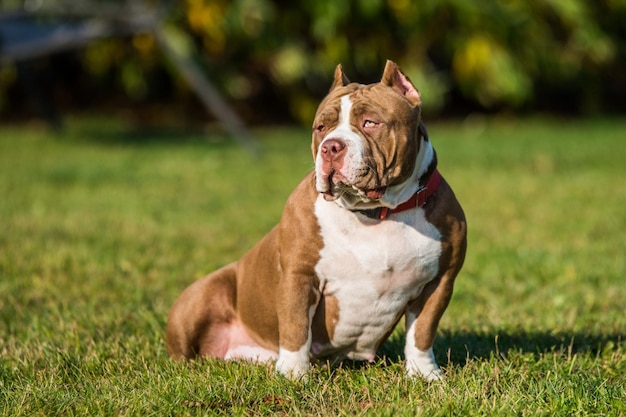 Rote Farbe American Bully Welpenhund ist auf grünem Gras