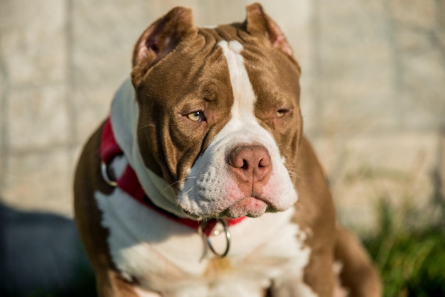 Rote Farbe American Bully Welpenhund ist auf grünem Gras