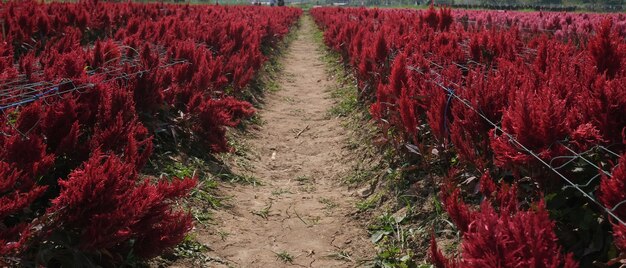 Rote Federhahnenkammblumen blühen auf dem Feld.