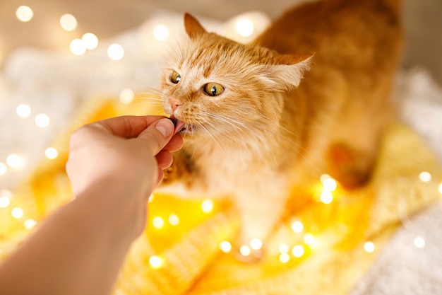 Rote flauschige Katze auf gelber Decke mit Lichtern wird mit leckerem Essen verwöhnt