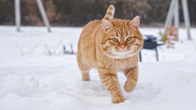 Rote flauschige Katze geht im Winter auf weißem Schnee gegen Bäume