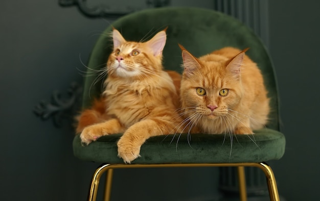 Rote flauschige Maine Coon Katze sitzt auf einem grünen Samtstuhl