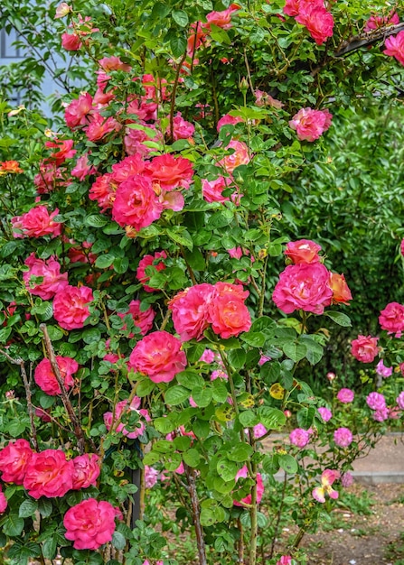 Rote Floribunda-Rosenblüte auf grünem Hintergrund