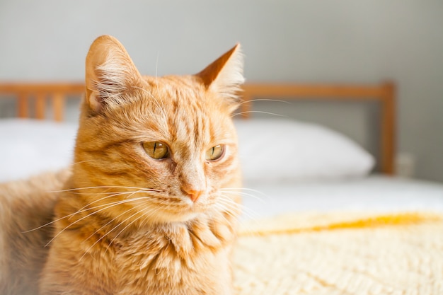 Rote freche fette Katze auf einem gestrickten gelben Plaid auf einem weißen Bett.