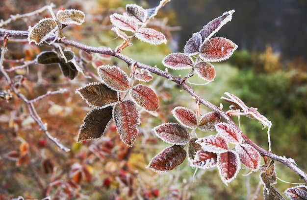 Rote Frostblätter gefrorene Blätter