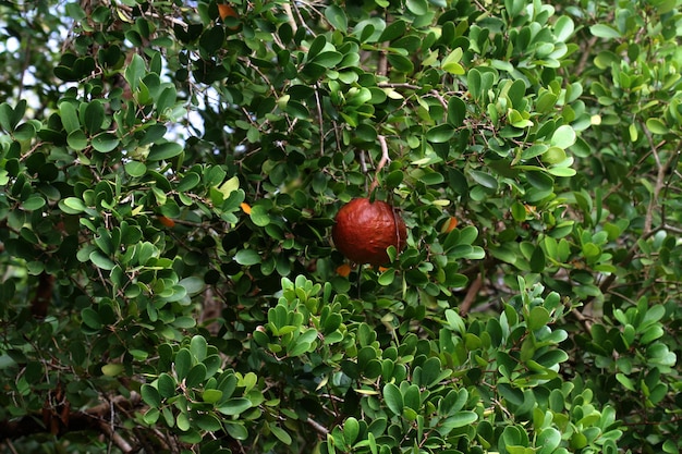 Rote Früchte auf dem Baum