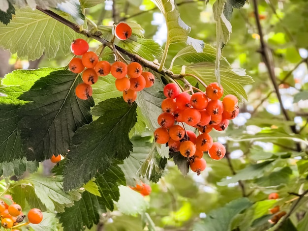 Rote Früchte von Crataegus oder Hawthorn Medizinpflanze