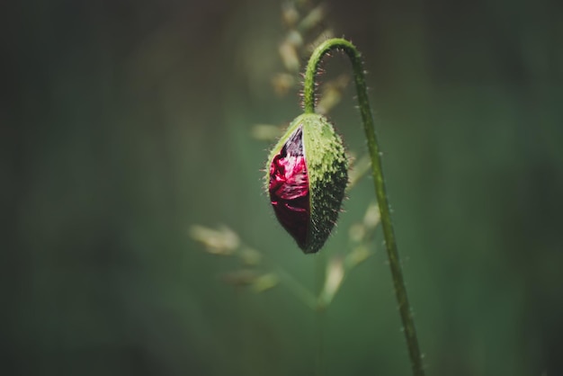 Rote Frühlingsmohnknospe