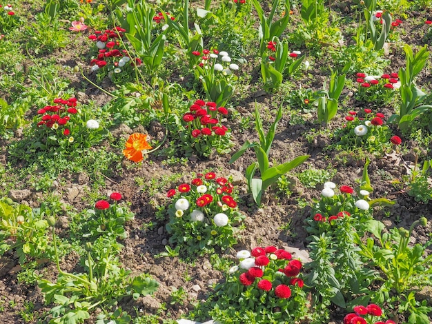 Rote Gänseblümchenblume