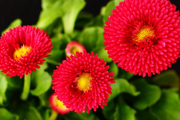 Rote Gänseblümchenblumen