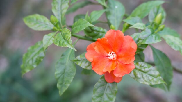 Rote Gallica-Rosen im Garten.