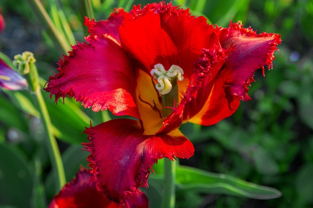 Rote gefranste Tulpenblume