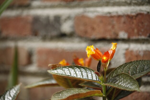 Rote gelbe Blumen