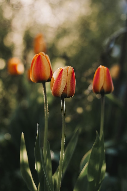 Rote gelbe orangefarbene Tulpen im Garten bei Sonnenuntergang