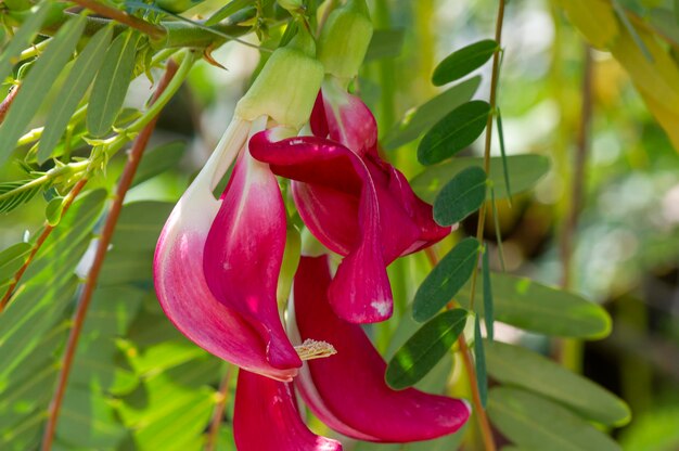 Rote Gemüsekolibriblume Augustblume Sesbania grandiflora Blütenknospen