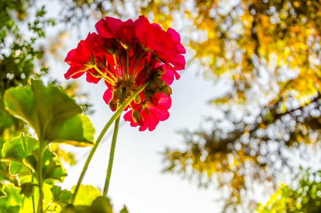 Rote Geranie im Garten an einem Sommermorgen.