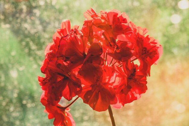 Rote Geranienblume im Sonnenaufganglicht auf verschwommenem Hintergrund