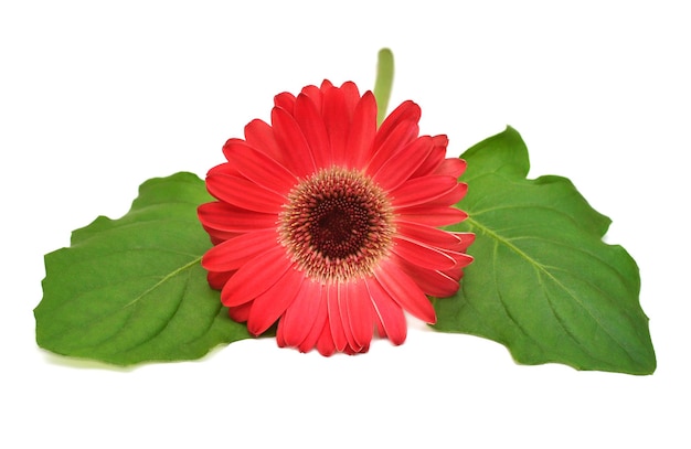 Rote Gerbera-Blume mit Blatt isoliert auf weißem Hintergrund Frühlingszeit Flache Ansicht von oben