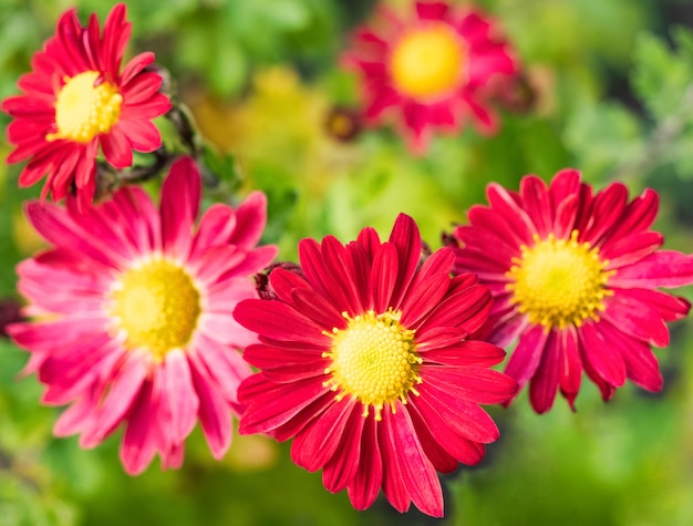 Rote Gerberagänseblümchenblumen im Garten