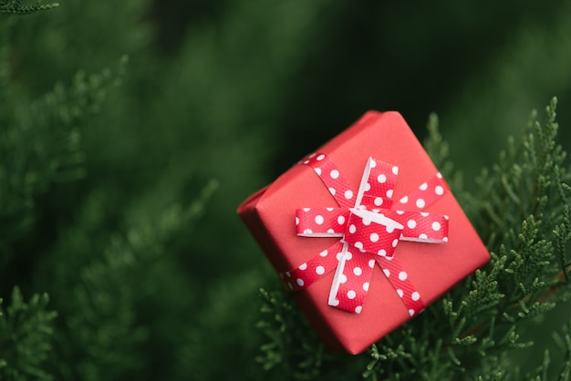 Rote Geschenkbox auf dem grünen Blatt.