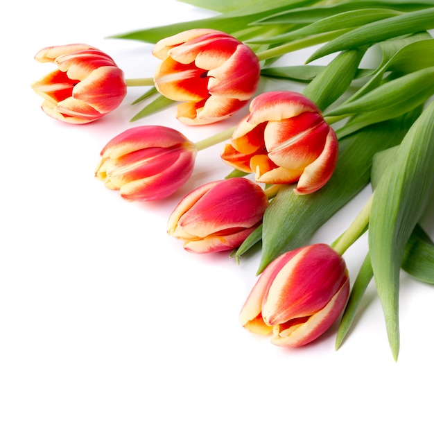 Rote gestreifte Tulpen auf Weiß, Textraum