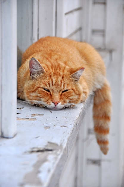 Rote getigerte Katze, die auf der Fensterbank schläft