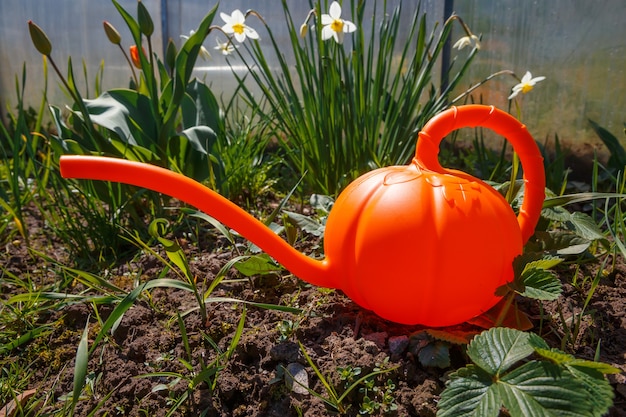 Rote Gießkanne neben weißen Narzissenblüten im Garten