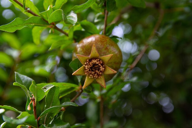 Rote Granatäpfel, die auf einem Baumzweig im Garten reifen