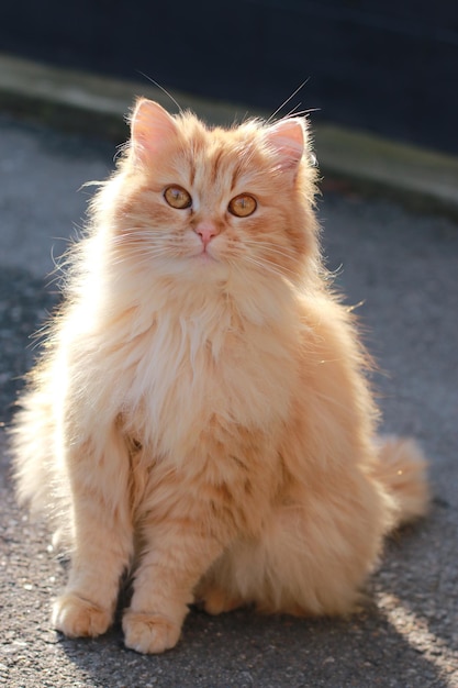 Rote, große, flauschige Katze, die draußen in der Sonne sitzt