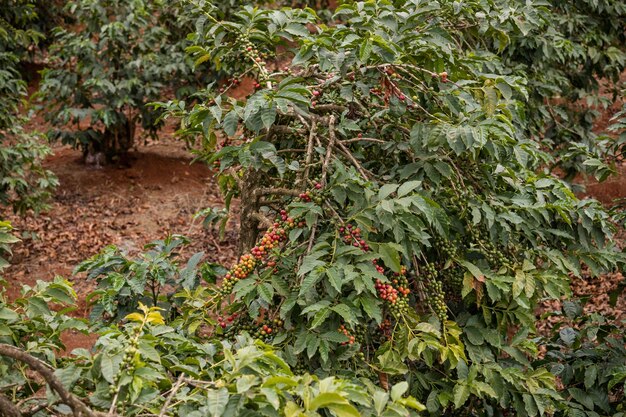 Rote Grüne Beeren Bohnen Pflanzen Vegetation Feld Farm Landwirtschaft Natur Kiambu County Kenia Land