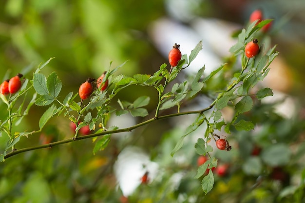 Rote Hagebutte trägt im Herbst Früchte