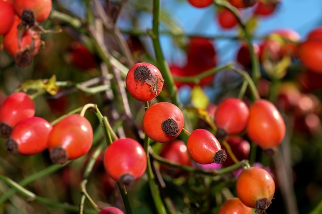 Rote Hagebutten auf einem Zweig Nahaufnahme Makrofotografie