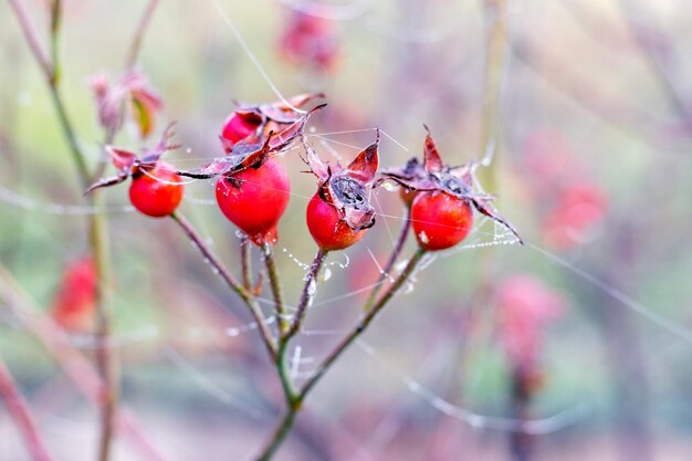 Rote Hagebutten in einem Garten mit Spinnweben an einem nassen Herbstmorgen