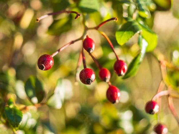 Rote Hagebutten oder Weißdornbeeren an einem sonnigen Tag mit schönem Bokeh