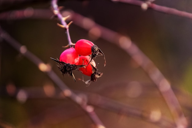 Rote Hagebuttenbeeren auf einem Busch im Wald auf dunklem Hintergrund bei sonnigem Wetter