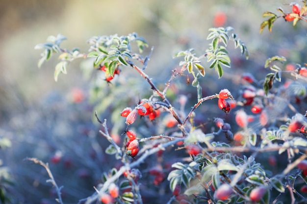 Rote Hagebuttenbeeren mit Schnee. Ein wilder Rosenstrauch mit Frost. Erster Frost im Herbst. Raureif auf Dogrosezweigen fna Blätter.