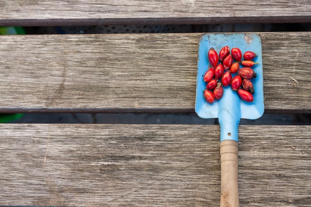 Rote Heckenrose auf der blauen Schaufel und dem Holztisch