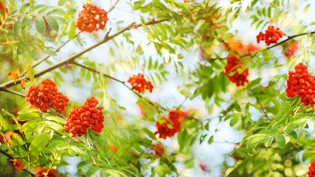 Rote helle reife Rowan Beeren auf Naturherbsthintergrund.