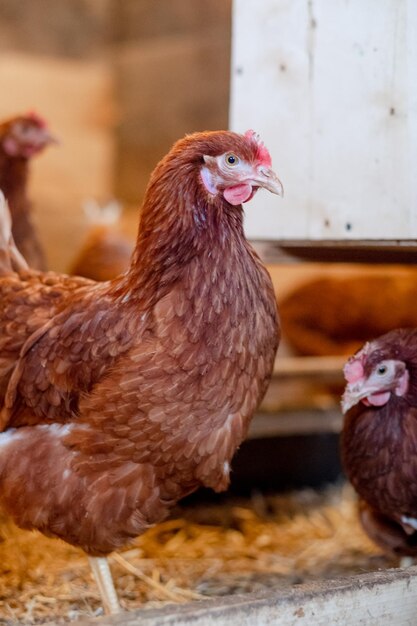 Rote Henne im Hühnerstall Nahaufnahme Geflügel für die Landwirtschaft im Dorf