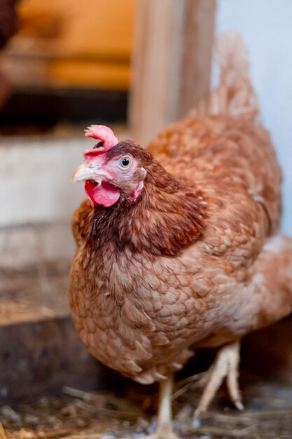 Rote Henne im Hühnerstall Nahaufnahme Geflügel für die Landwirtschaft im Dorf