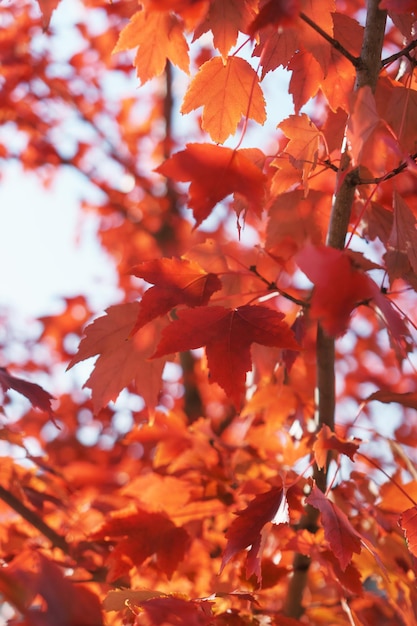 Rote Herbstahornblätter im Vollbildmodus.