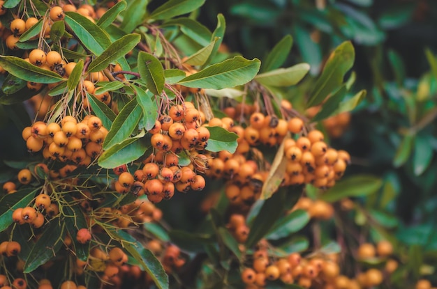 Rote Herbstbeeren