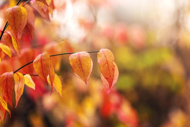 Rote Herbstblätter auf einem Ast auf unscharfem Hintergrund, Herbsthintergrund