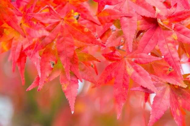 Rote Herbstblätter