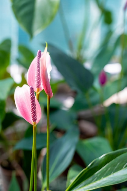 Rote herzförmige Blume Nahaufnahme auf Anthurium-Blumenpflanze exotische FlamingoblumeOriginal rosa Anthurium-Blume, die im Garten blüht Zu den gebräuchlichen Namen gehören Anthurium-Schwanzblume