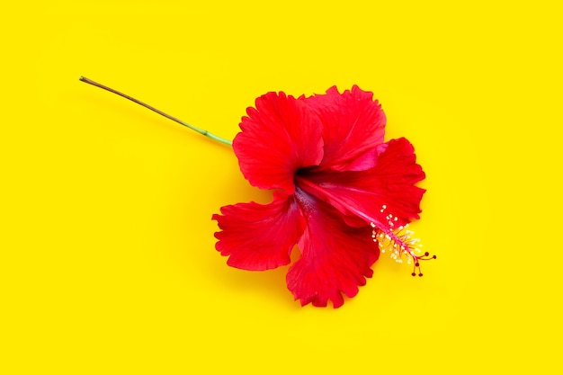 Rote hibiskusblüte auf gelbem hintergrund.