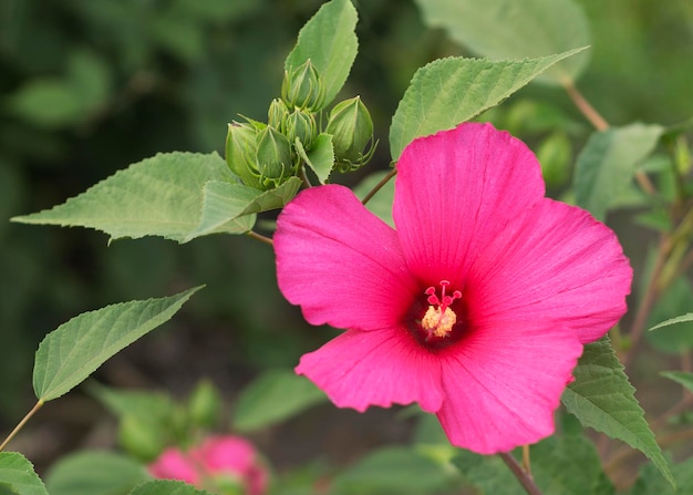 Foto rote hibiskusblüte auf grünem hintergrund 9